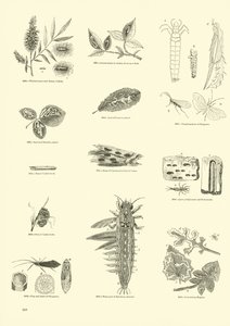 Pagina uit Het Picturale Museum van Geanimeerde Natuur