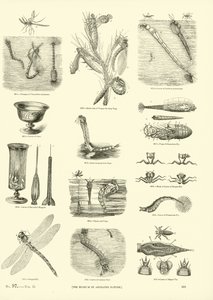 Pagina uit Het Picturale Museum van Geanimeerde Natuur door English School