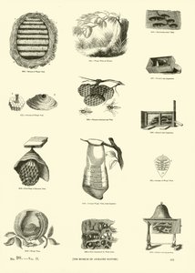Pagina uit Het Picturale Museum van Geanimeerde Natuur door English School