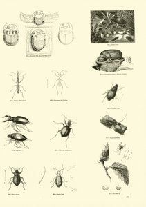 Pagina uit Het Picturale Museum van Geanimeerde Natuur door English School