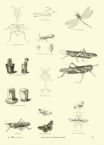 Pagina uit Het Picturale Museum van Geanimeerde Natuur