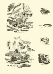 Pagina uit Het Picturale Museum van Geanimeerde Natuur door English School