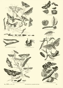 Pagina uit Het Picturale Museum van Geanimeerde Natuur door English School