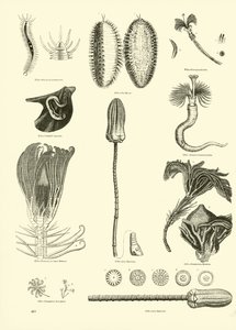 Pagina uit Het Picturale Museum van Geanimeerde Natuur door English School