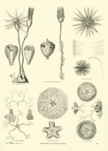 Pagina uit Het Picturale Museum van Geanimeerde Natuur door English School