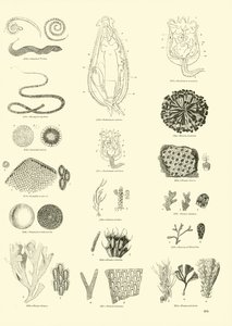 Pagina uit Het Picturale Museum van Geanimeerde Natuur door English School