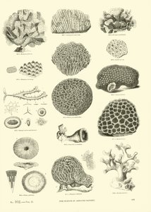 Pagina uit Het Picturale Museum van Geanimeerde Natuur