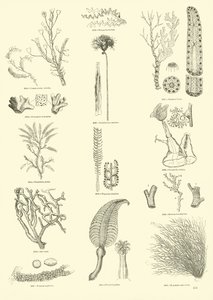 Pagina uit Het Picturale Museum van Geanimeerde Natuur door English School