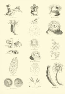 Pagina uit Het Picturale Museum van Geanimeerde Natuur door English School