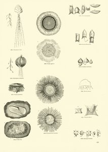 Pagina uit Het Picturale Museum van Geanimeerde Natuur door English School
