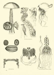 Pagina uit Het Picturale Museum van Geanimeerde Natuur door English School
