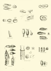 Pagina uit Het Picturale Museum van Geanimeerde Natuur door English School