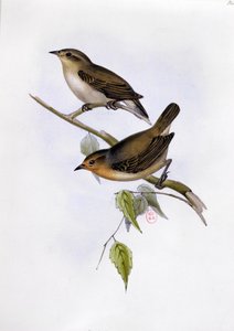 Paar Certhidea Olivacea, illustratie uit The Zoology of the Voyage of H.M.S. Beagle, 1832-36, door Charles Darwin, 1840 door English School