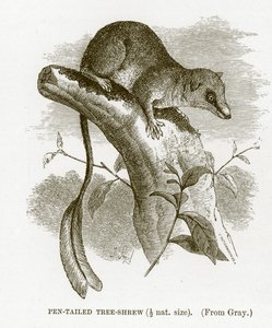 Penstaartboomspitsmuis, illustratie uit The Royal Natural History door English School