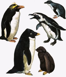 Pinguïns