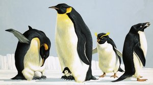Pinguïns