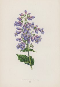 Pentstemon Ovatum door English School