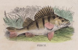 Baars (gekleurde gravure)