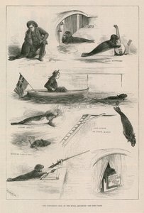 Optredende zeehond in het Royal Aquarium