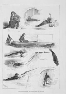 Optredende zeehond in het Royal Aquarium door English School