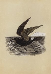 Stormvogel