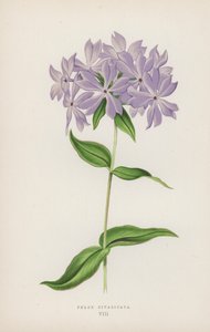 Phlox Divaricata (kleur litho)