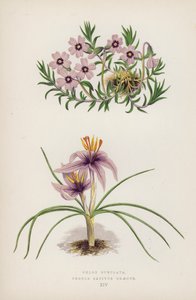 Phlox Subulata; Crocus Sativus Graecus (kleur litho) door English School