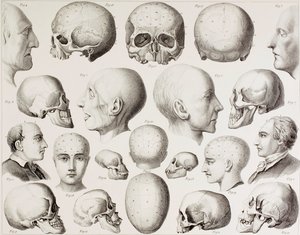 Frenologische illustratie die de psychologische relaties van de hersenen toont, uit een 19e-eeuwse prent door English School