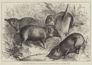 Pigmy Hogs uit India in de tuinen van de Zoological Society door English School