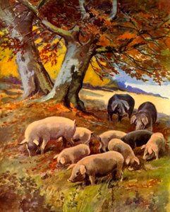 Varkens in het Gras