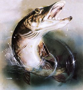 Snoek die springt