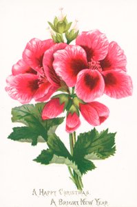 Roze Bloemen, Kerstkaart door English School