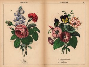 Roze koolroos, blauwe lupine, scharlaken anjer, paarse grote winde, paarse en gele viooltjes, en roze en oranje kamperfoelie, uit "The Instructive Picturebook, or Lessons from the Vegetable World," [Charlotte Mary Yonge], Edinburgh