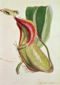 Bekerplant: Nepenthes villosa (insectenetend), gesigneerd H.K