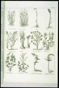Planten uit Culpepers English Physician and Complete Herbal, gepubliceerd 1790 door English School