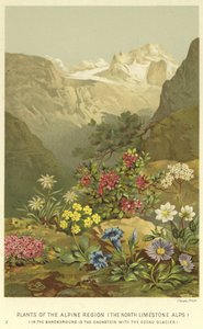 Planten van de Alpenregio, de Noordelijke Kalkalpen door English School