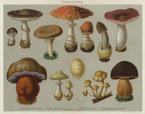 Giftige paddenstoelen door English School
