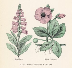 Giftige planten door English School