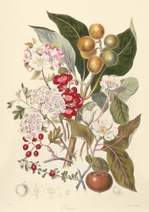 Pomaceae, de Appelstam door English School