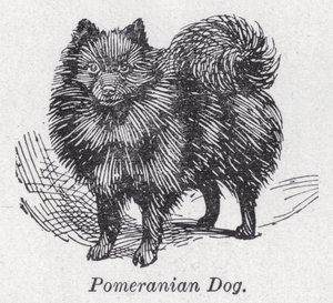 Pomeranian hond