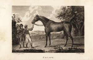 Portret van de beroemde volbloed racer Escape met jockey en trainer door English School