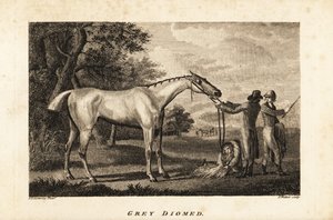 Portret van het renpaard Grey Diomed met jockey en verzorgers door English School