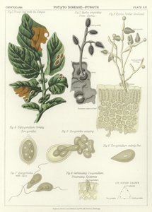 Aardappelziekte, Schimmel