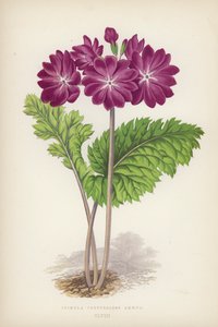 Primula Cortusoides Amoena (kleur litho) door English School
