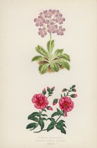 Primula Marginata; Helianthemum Roseum door English School