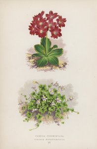 Primula Pedemontana; Linaria Hepaticaefolia door English School