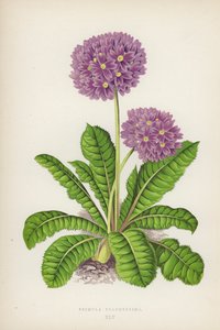 Primula Pulcherrima door English School