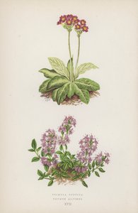 Primula Scotica; Thymus Alpinus door English School