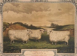 Prijs Cotswold schapen, gevoed met voedsel gekruid met Thorley