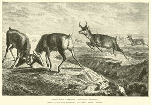 Pronghorn-antilope, Antilocapra americana door English School
